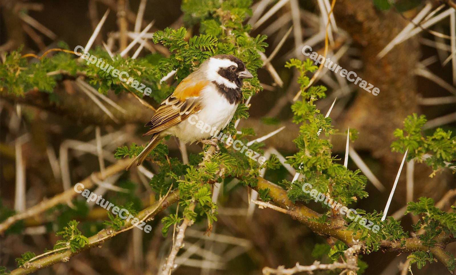 Cape Sparrow